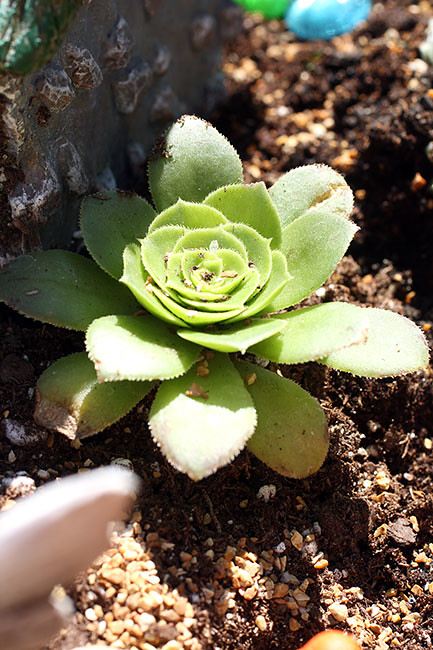 Plant2