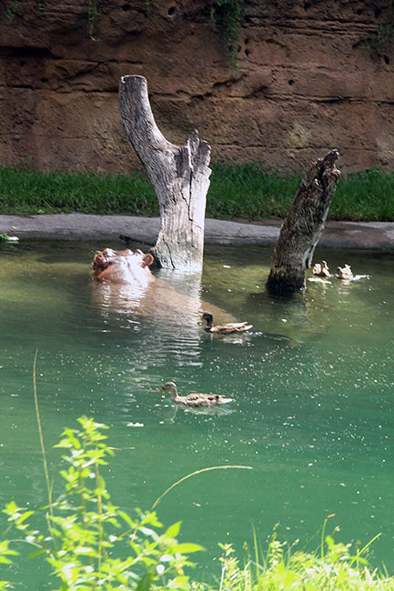 Safari_Hippo