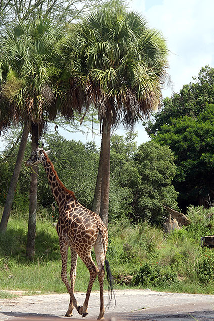 Safari_Giraffe