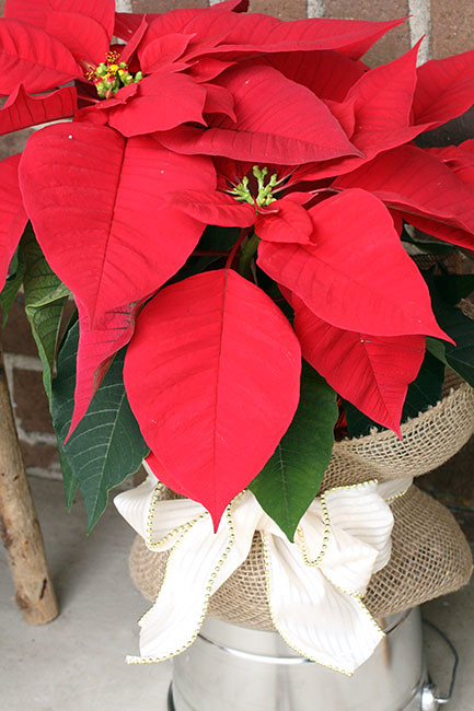 FrontPorch8