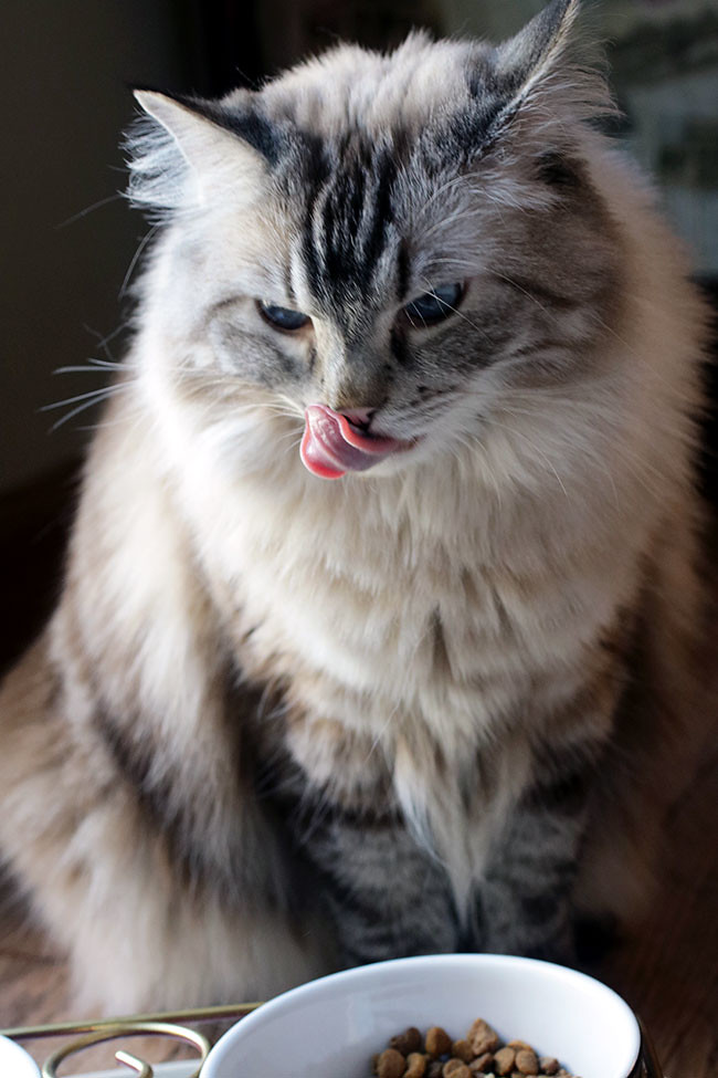 Purina3