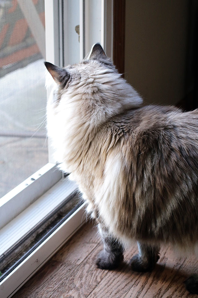 Purina6