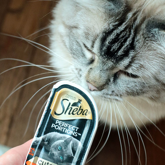 ShebaCat1_650