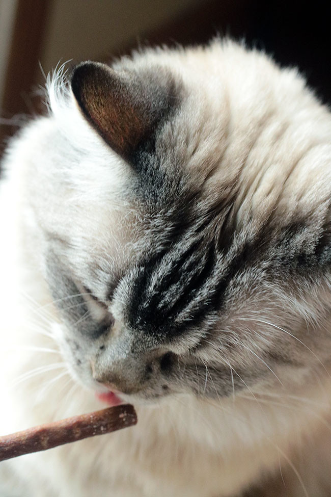 ShebaCat5