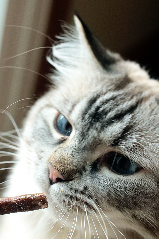 ShebaCat4