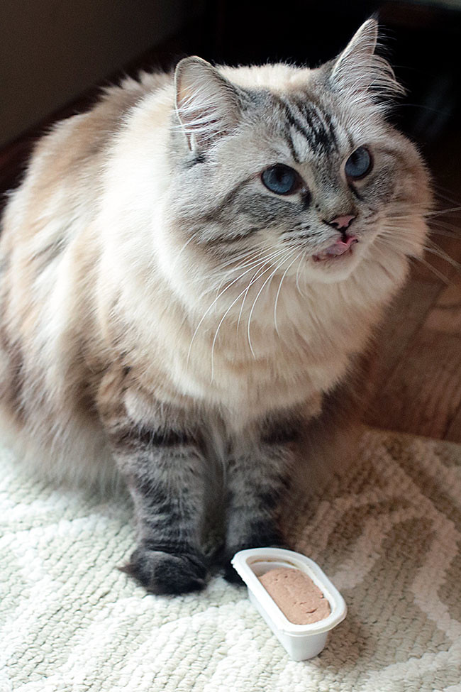ShebaCat3