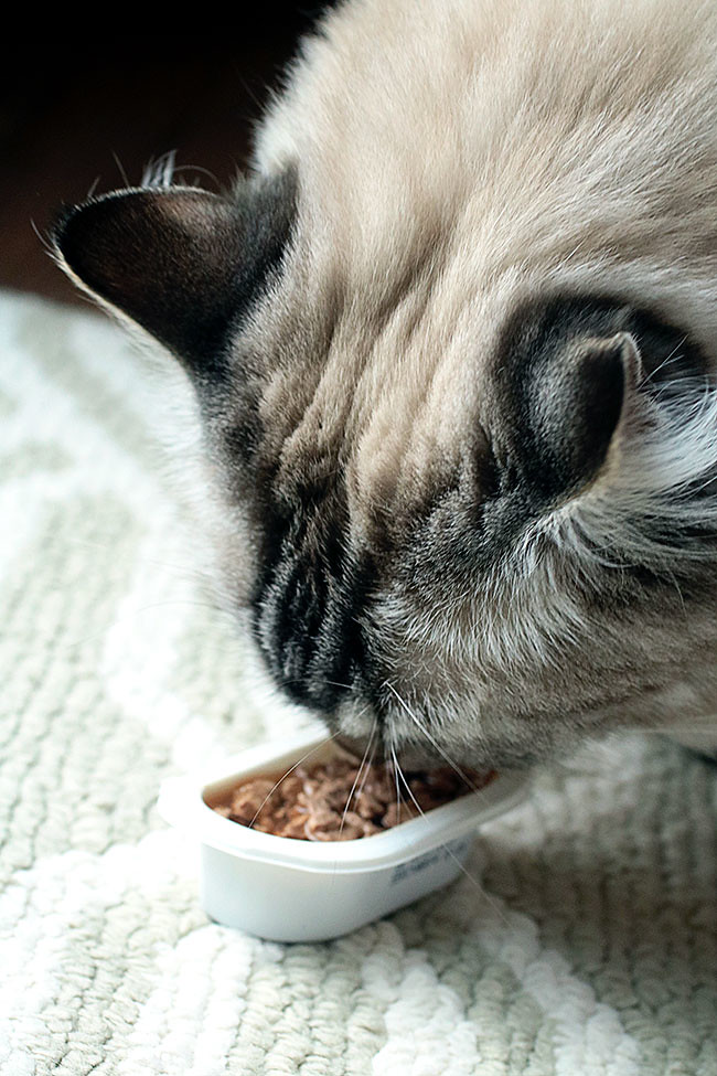 ShebaCat2