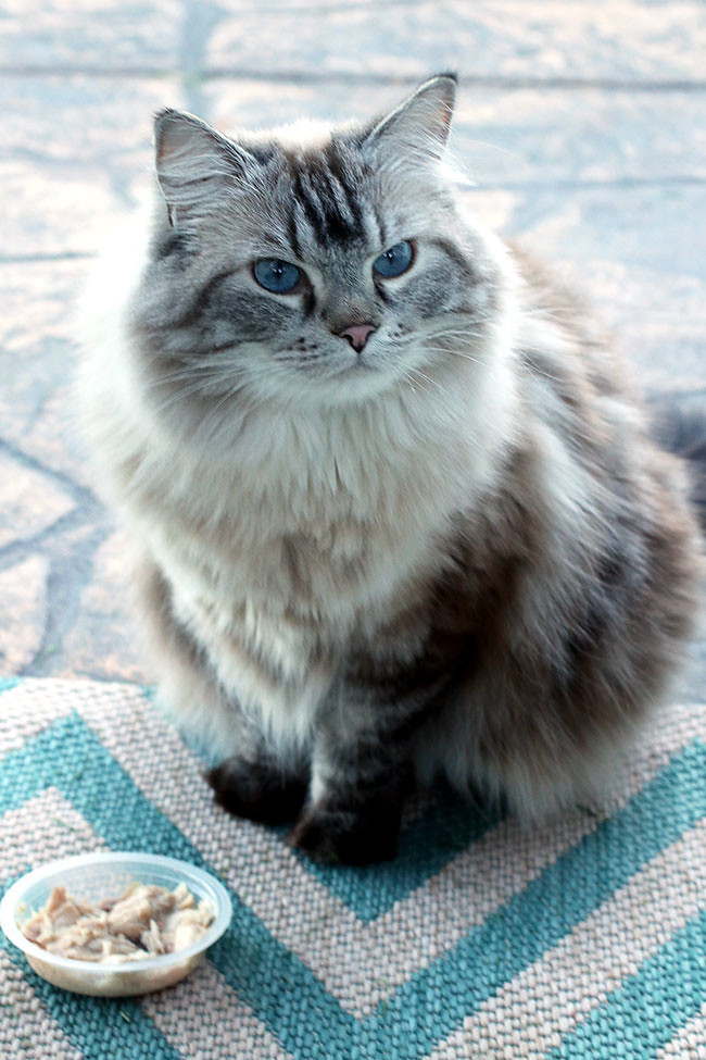 Purina3