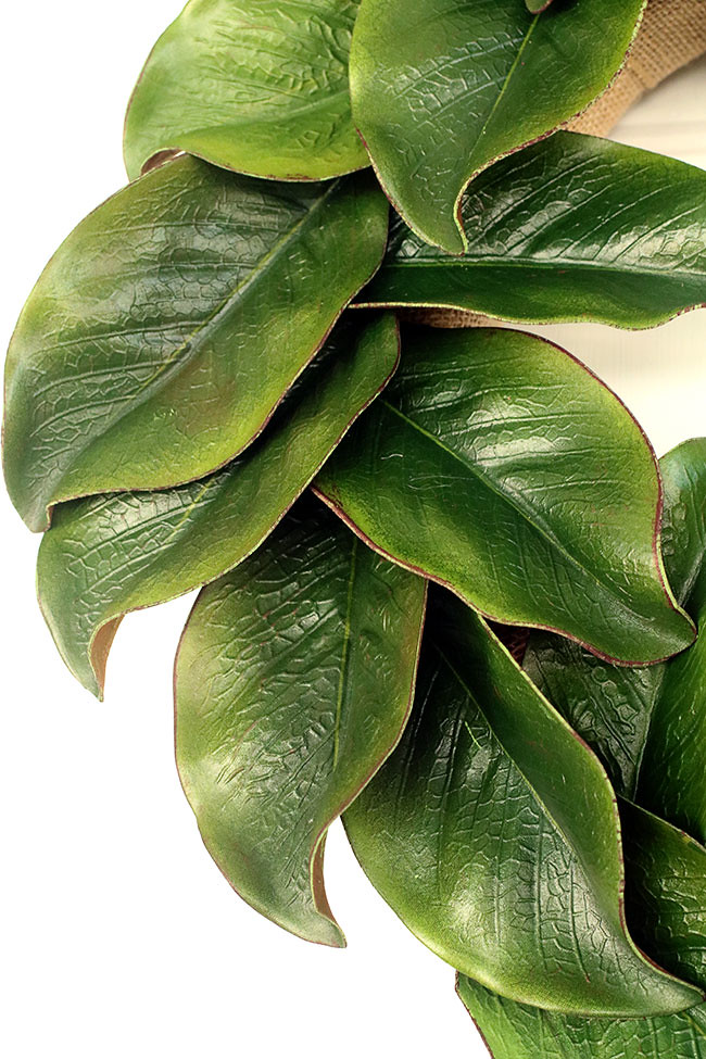 Magnolia7