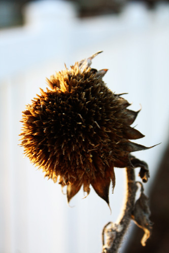 Coneflower Watching Sun