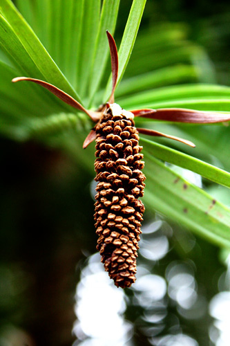 TreasureHunt2-PineCone