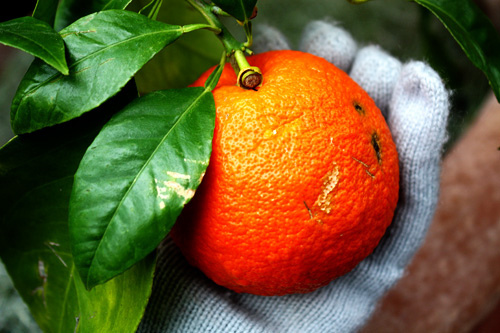 TreasureHunt2-HandHoldingFruit
