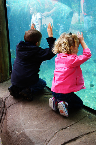 Kids-looking-at-hippos