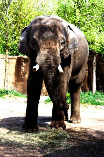 Elephant-spots