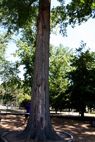 Tree-struck-by-lightning