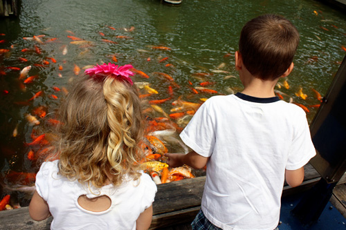 Looking-at-fish