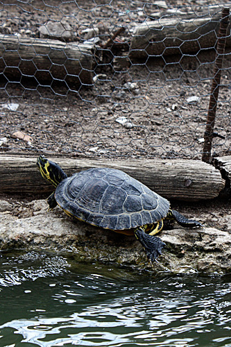 turtle