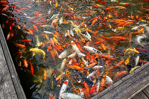 fish