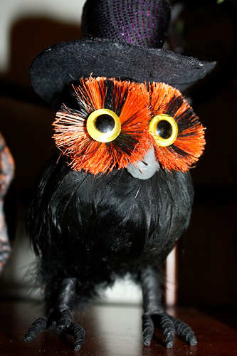 Owl