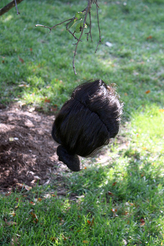 Hanging-wig