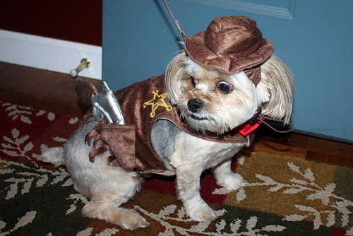 Cute-dog