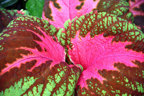 Pink-Poinsetta