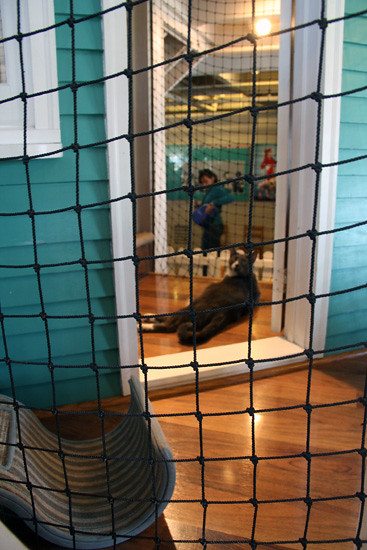 Cat-House-Cat