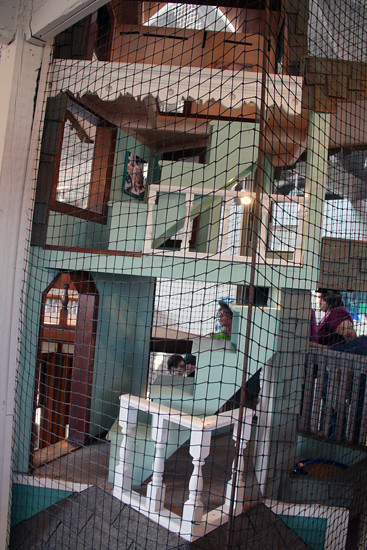 Stairs-in-cat-house
