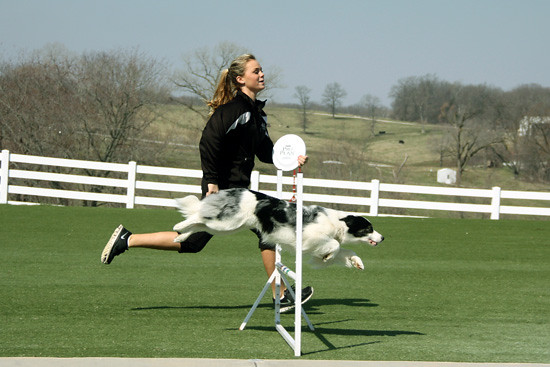 Dog-Show