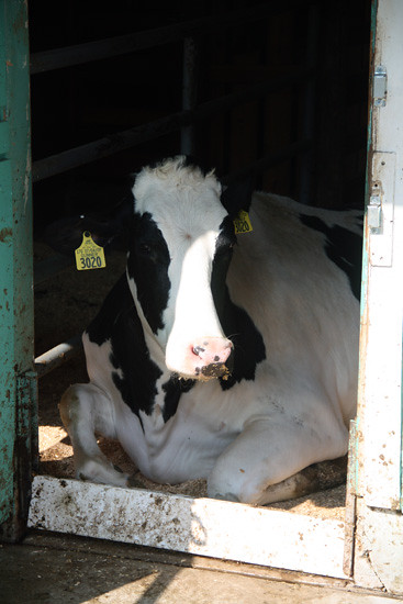 Cow