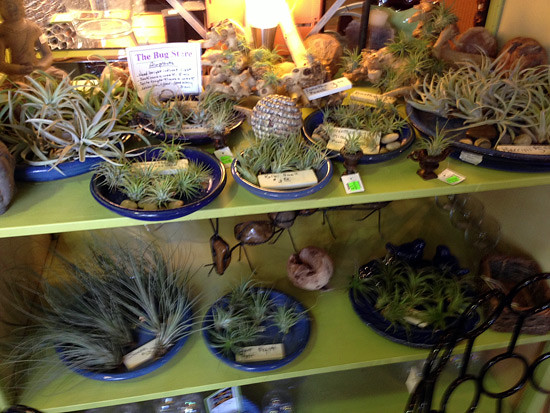 little-plants-for-fairy-garden