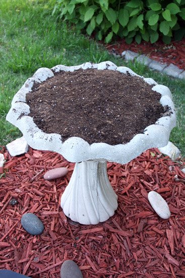 Dirt-in-Bird-Bath