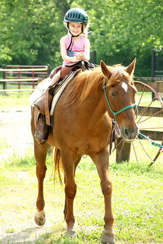 Horse_Aut-far-away