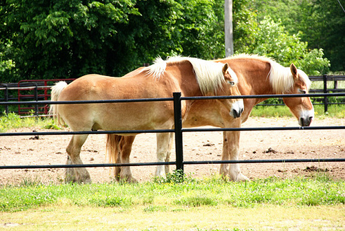 Horse_belgian-draft-horse