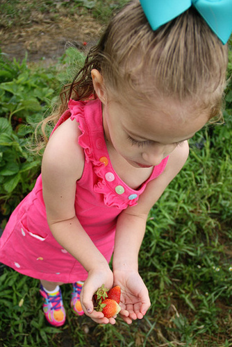 Auttie_lookn-down-on-strawb-in-hands