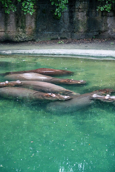 Safari_hippos