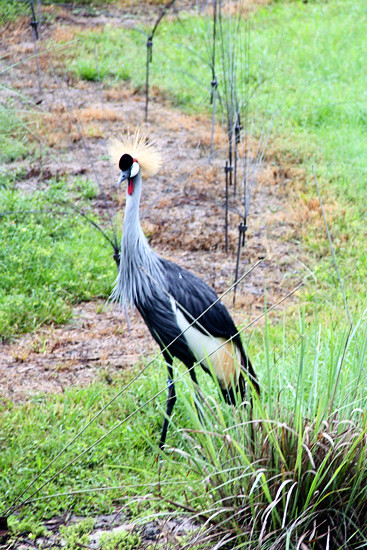 AKL_bird
