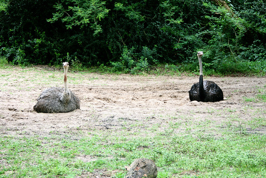 Ostriches