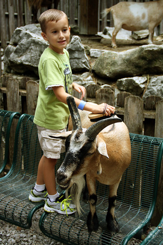 Goats_Nat-Petting