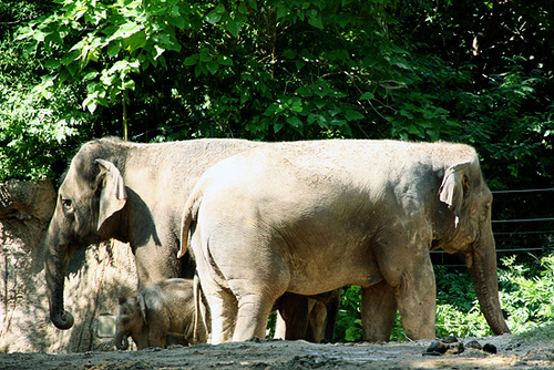 Baby-Elephant