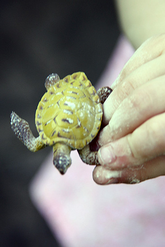 First-Prize_Auttie-close-up-of-her-turtlet