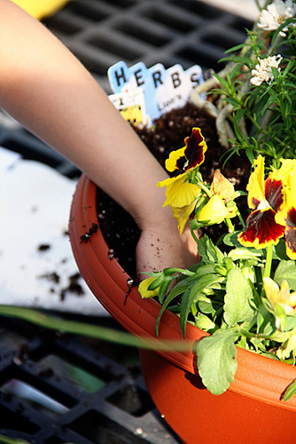 Autties-hand-in-pot