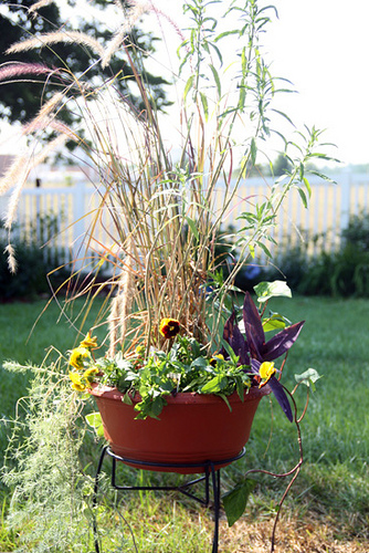 Nathans-Pot_Backyard