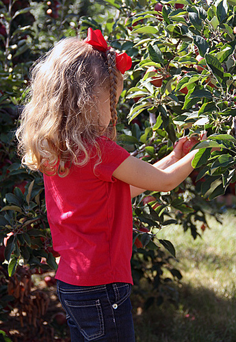 Apple_Pulling-apple-off