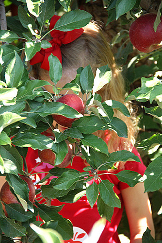 Apple_Behind