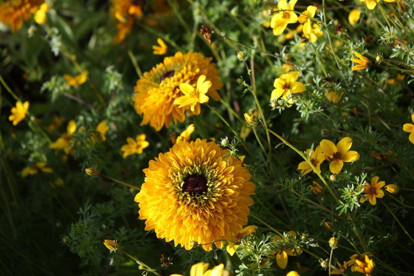 bee